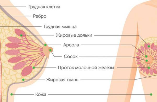 Анатомия молочной железы женщины: как устроена грудь и что влияет на её размер и форму